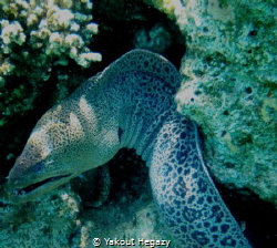 Giant moray-Ras mohmed-sharm el shaikh by Yakout Hegazy 